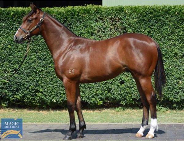 Extreme Warrior as a yearling.