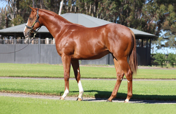 From second crop of Extreme Warrior, fertility challenged like his sire Extreme Choice, but has hit the ground running.