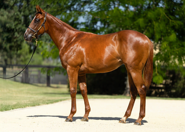 $800,000 Extreme Choice filly from Speak Fondly