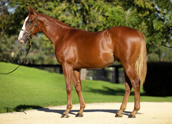 $1.4million Extreme Choice colt from Tempt Me Not