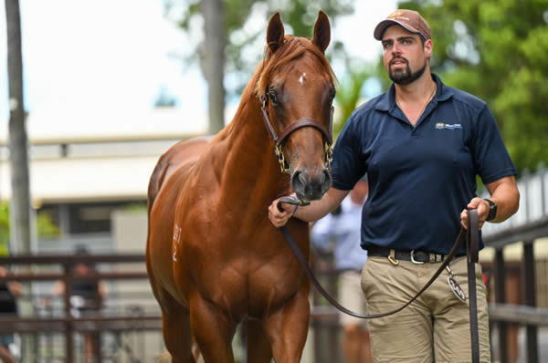 $1.6million Extreme Choice colt from Wanted Lady - image Magic Millions 