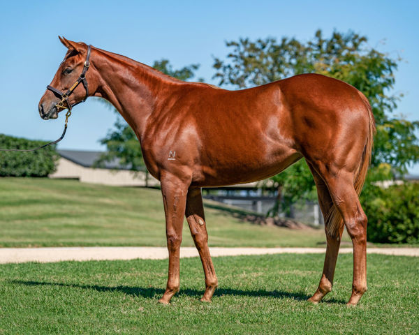 Extreme Step a $70,000 Easter Yearling