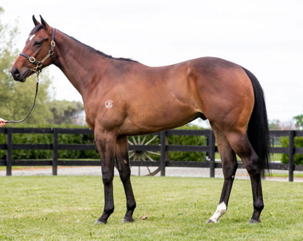 Eyes to Eye was a $180,000 purchase from Inglis Ready 2 Race. 