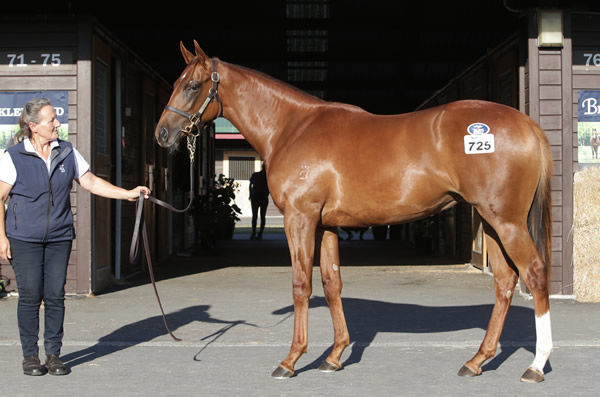 Lot 725, the Churchill filly, was purchased by Cambridge trainer Roger James for $200,000. Photo: Trish Dunell