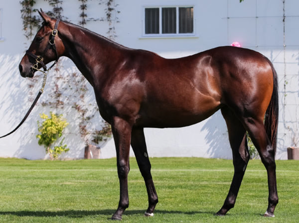Lot 214, the half-sister by Dubawi to Bucanero Fuerte.