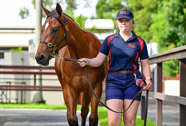 $250,000 Exceedance filly from Croatian.