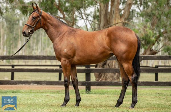 The Fastnet Rock half-sister to Imperatriz in the Bhima Stud draft at Magic Millions.