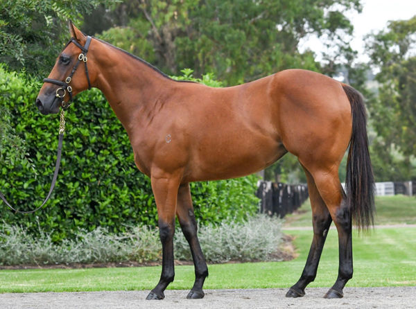 $500,000 Fastnet Rock filly from Fiorentina