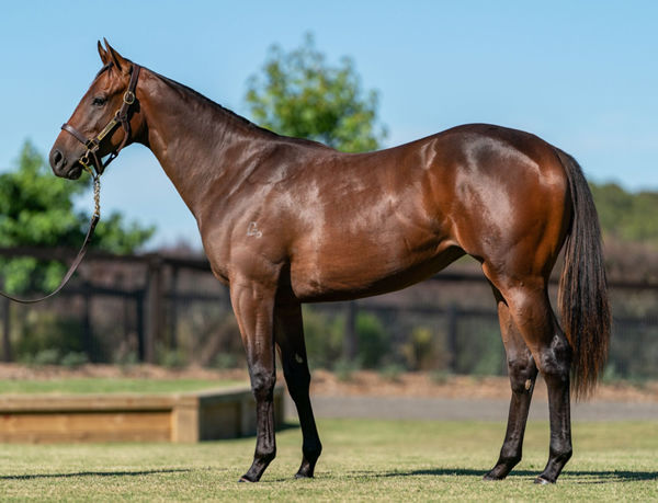 $550,000 I Am Invincible filly from Endean Rose.