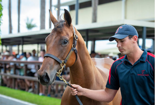 This is the yearling full sister to Fickle that sold for $2million at Magic Millions.