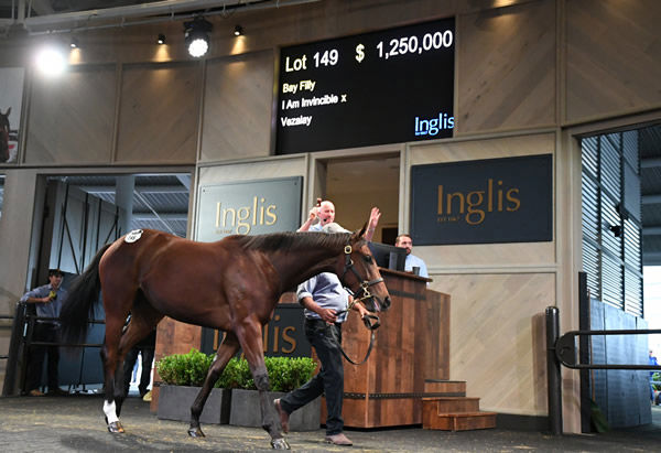 $1,250,000 I Am Invincible filly from Vezalay - image Steve Hart