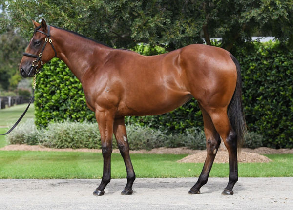 $900,000 Inglis Easter purchase Learning to Fly.