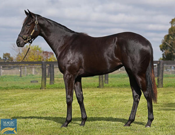 $160,000 Lonhro filly from Adria is the highest priced filly in the group.