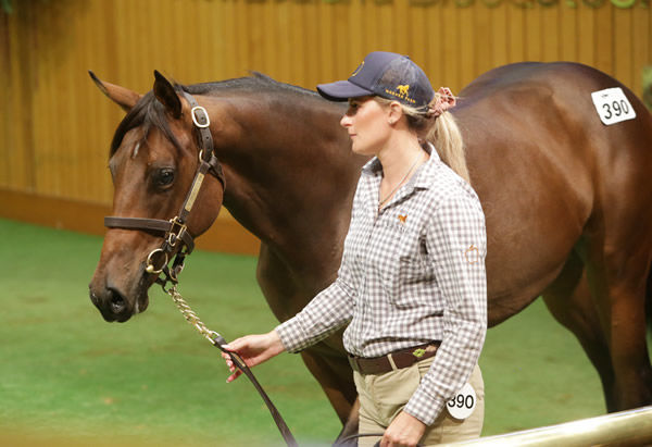 Lot 390, the Ocean Park filly, was purchased by Mr Okada of Big Red Farm for $270,000. Photo: Trish Dunell