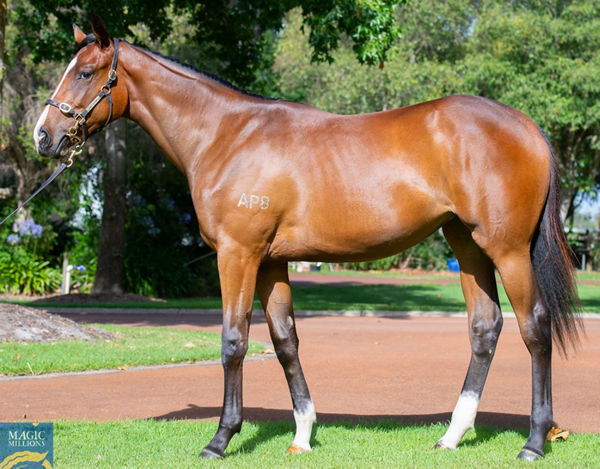 Lot 155 - Pride of Dubai filly from Harpoon.