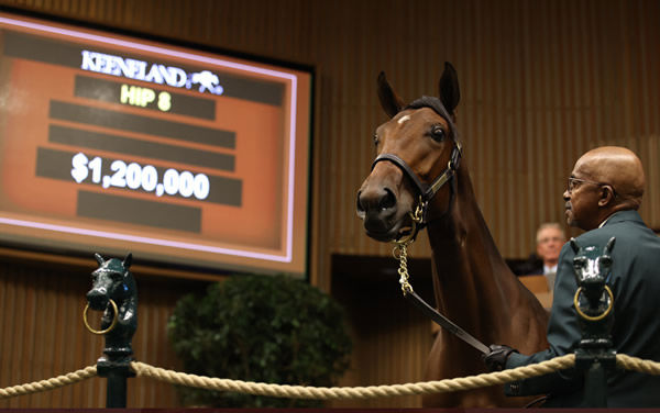 The first million dollar yearling of Keeneland September 2022, Lot 8 Quality Road filly from Princess Silvia.