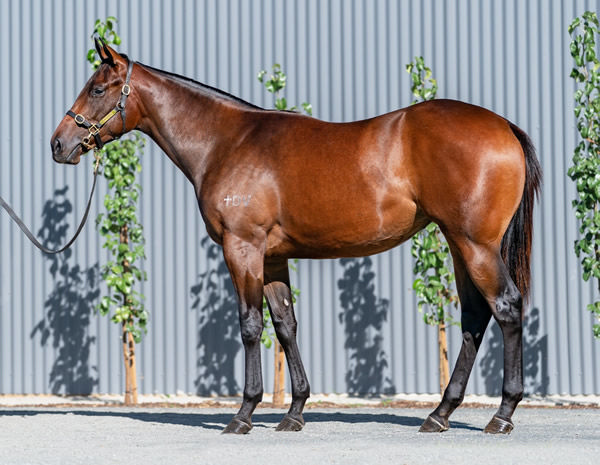 Lot 101 sold for $1.1million, click to see her page. 
