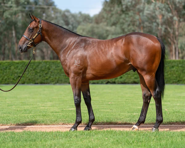 The full brother to O'President will be offered at Inglis Easter.