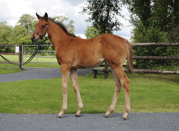 St Mark's Basilica filly from Modern Eagle is a stunner!