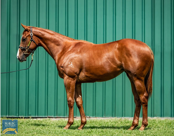 $325,000 Spieth filly from My Lady's Chamber.