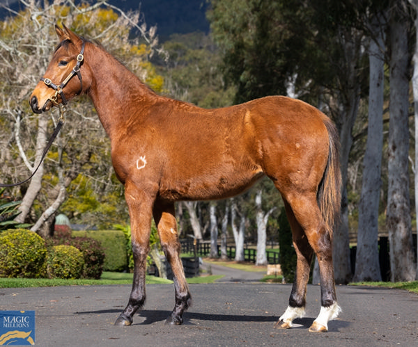 Street Boss (USA) yearling filly from This Time Bridie.
