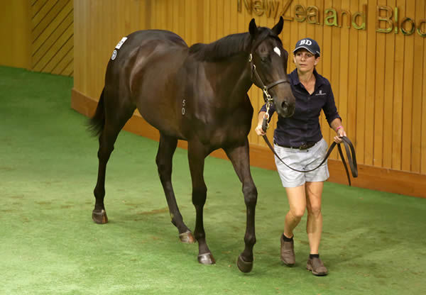 Lot 367, a $380,000 So You Think filly out of Lagertha from the draft of Beaufort Downs Photo: Trish Dunell