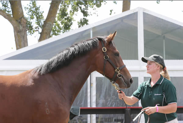 Lot 434, the Tavistock full sister to Gr. 1 Vodafone New Zealand Derby (2400m) winner Asterix that will be offered through the Curraghmore draft during the Book 1 Sale at Karaka next week Photo Credit: Trish Dunell