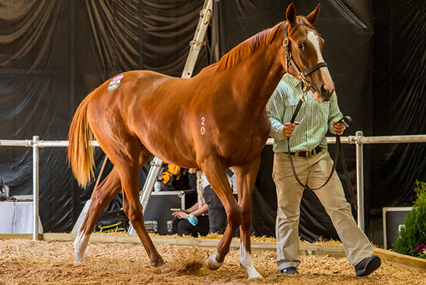 Sale-topper - Toronado (IRE) filly from Il Sogno.