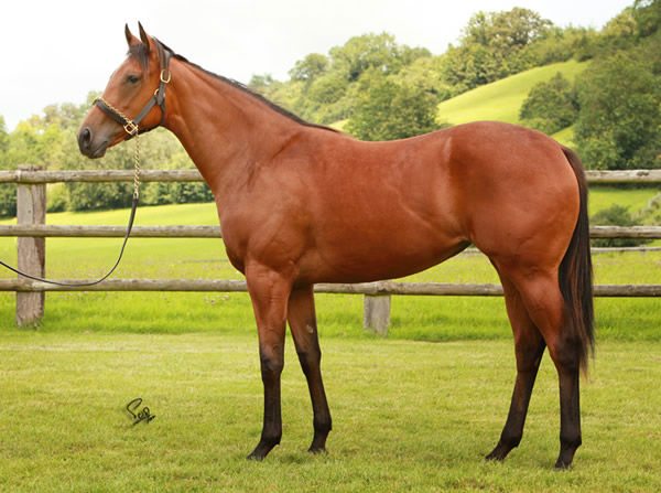 €220,000  Wootton Bassett filly bought by MV Magnier.