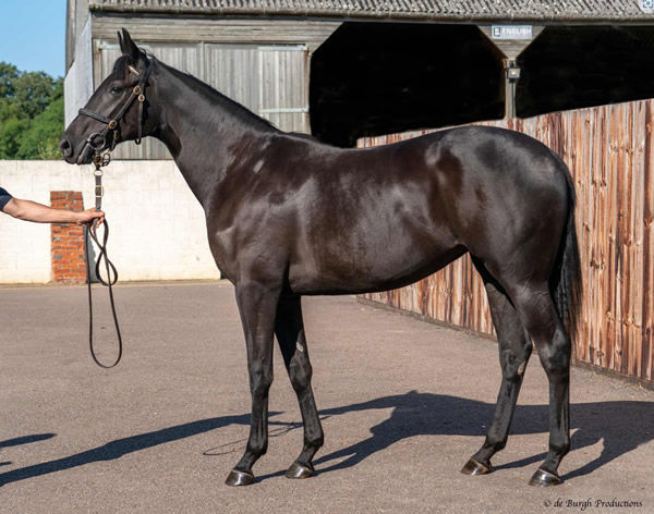 400,000 guinea Wootton Bassett filly from Gloryette, click to see her page.