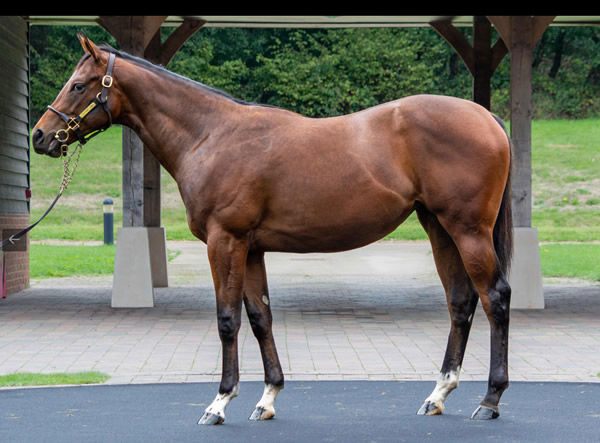 Sold for 325,000 guineas, the Zoustar filly from Dice Game, click to see her page.