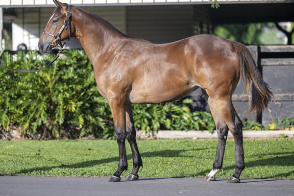 Face the Wild is looking to become the first winner for Wild Ruler.