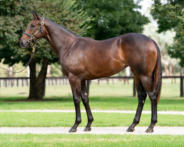 Facile a $420,000 Inglis Easter Yearling