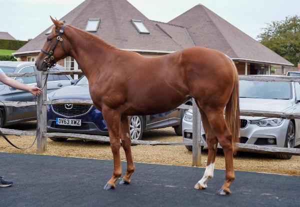 Fairy Godmother cost 425,000 guineas at Tattersalls October Yearling Sale Book 1.