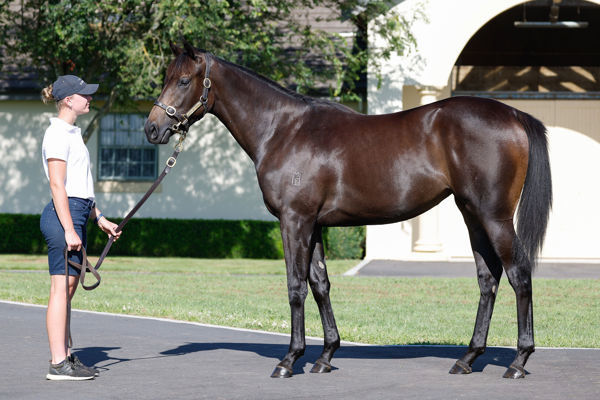 Fairy Dream was a $360,000 Karaka Book 1 purchase.