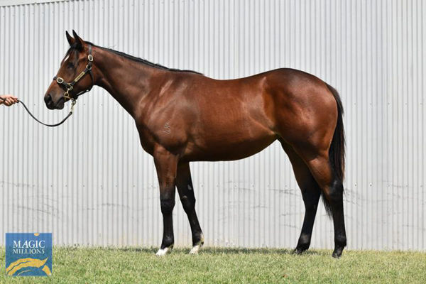 The third highest price weanling at MM in 2019 Fake Love failed to make her $450,000 reserve as a yearling