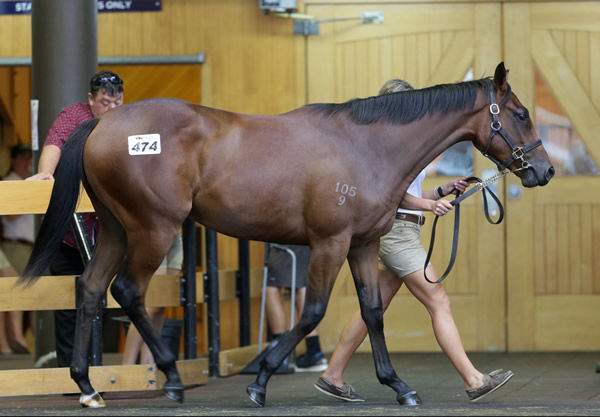 Lot 474, the Almanzor filly, was purchased by Tony Pike for $420,000. Photo: Trish Dunell