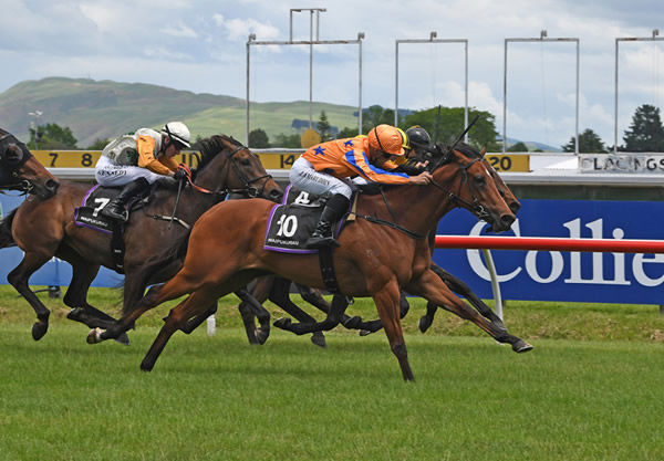 Family Ties records a strong maiden win at Hastings on Saturday Photo: Race Images PN