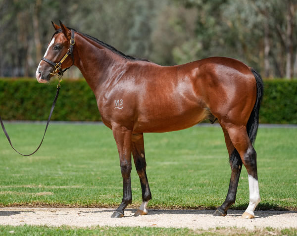 Lot 181 - Farnan colt from Coral Coast.