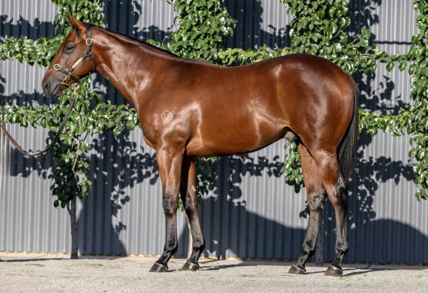 $750,000 Farnan colt from Festivity.