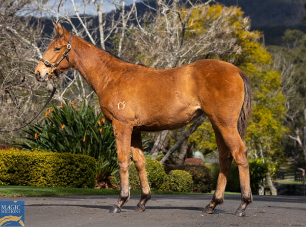 Farnan filly from Fly Lightly sold for $100,000.