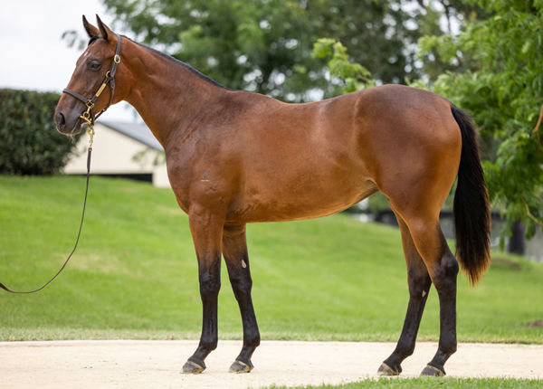 $150,000 Fastnet Rock filly from Insta Erma (USA)