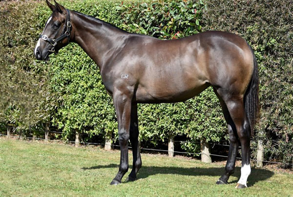 $125,000 Brazen Beau filly from Veuvelicious