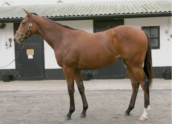 Churchill filly from Portrayal that made 145,000 euros