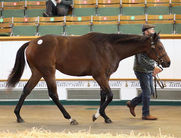 Churchill filly from Pussycat Lips