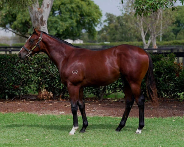 Fearless was a $220,000 Inglis Classic purchase.