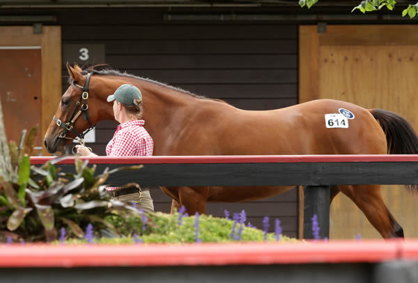 $500,000 Exceed and Excel filly sold by Trelawney Stud