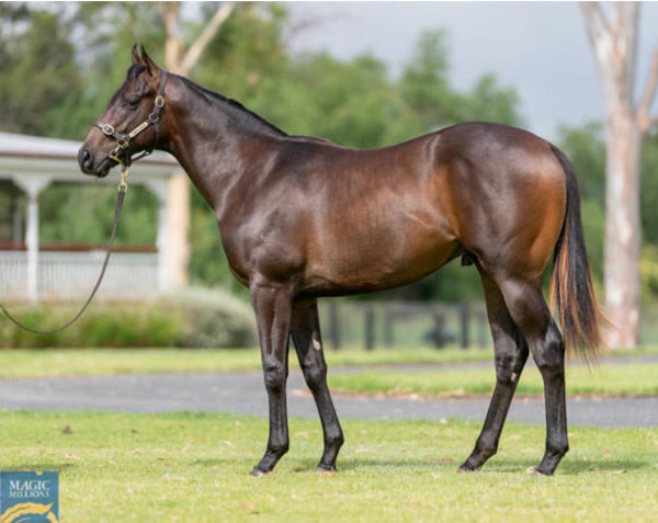 Firenzo was a $190,000 Magic Millions purchase.