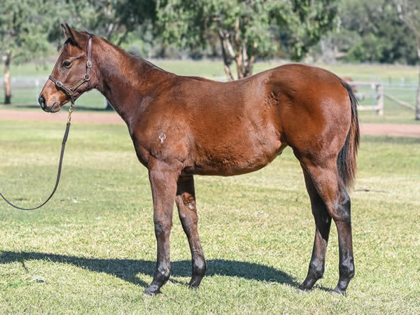 $105,000 Fierce Impact filly from Brilliant Bisc sold at Inglis Australian Weanling Sale.