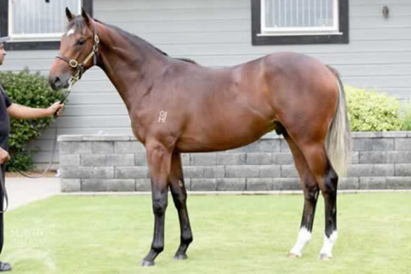 Fields of Honour as a yearling
